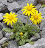 Senecio squalidus