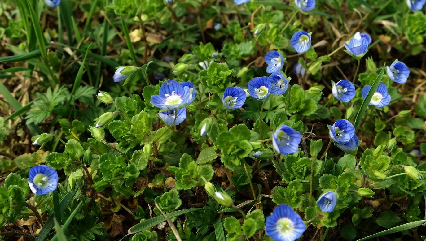 Image of Veronica persica specimen.