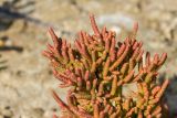 Salicornia perrieri