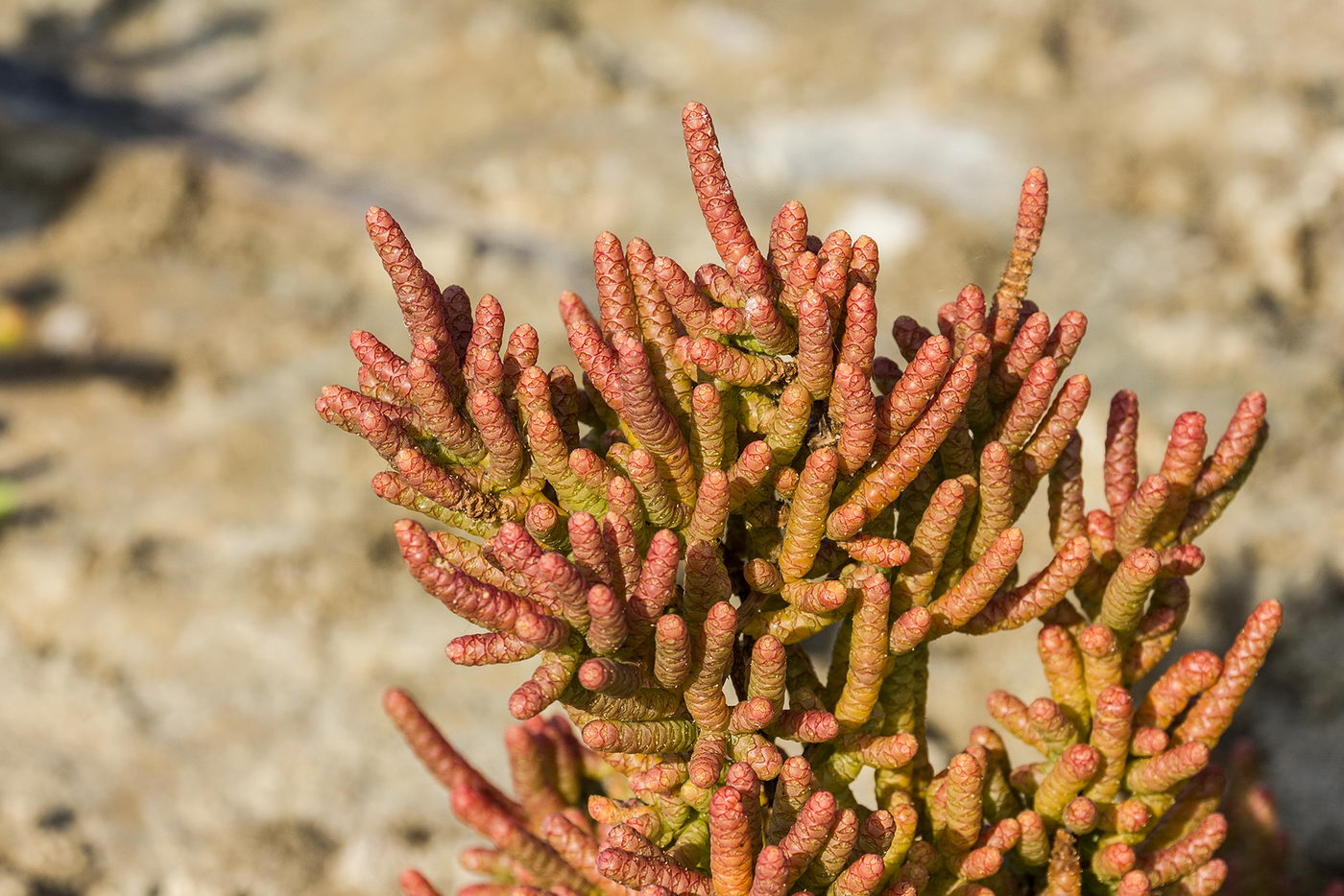 Изображение особи Salicornia perrieri.