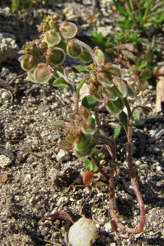 Image of Clypeola jonthlaspi specimen.