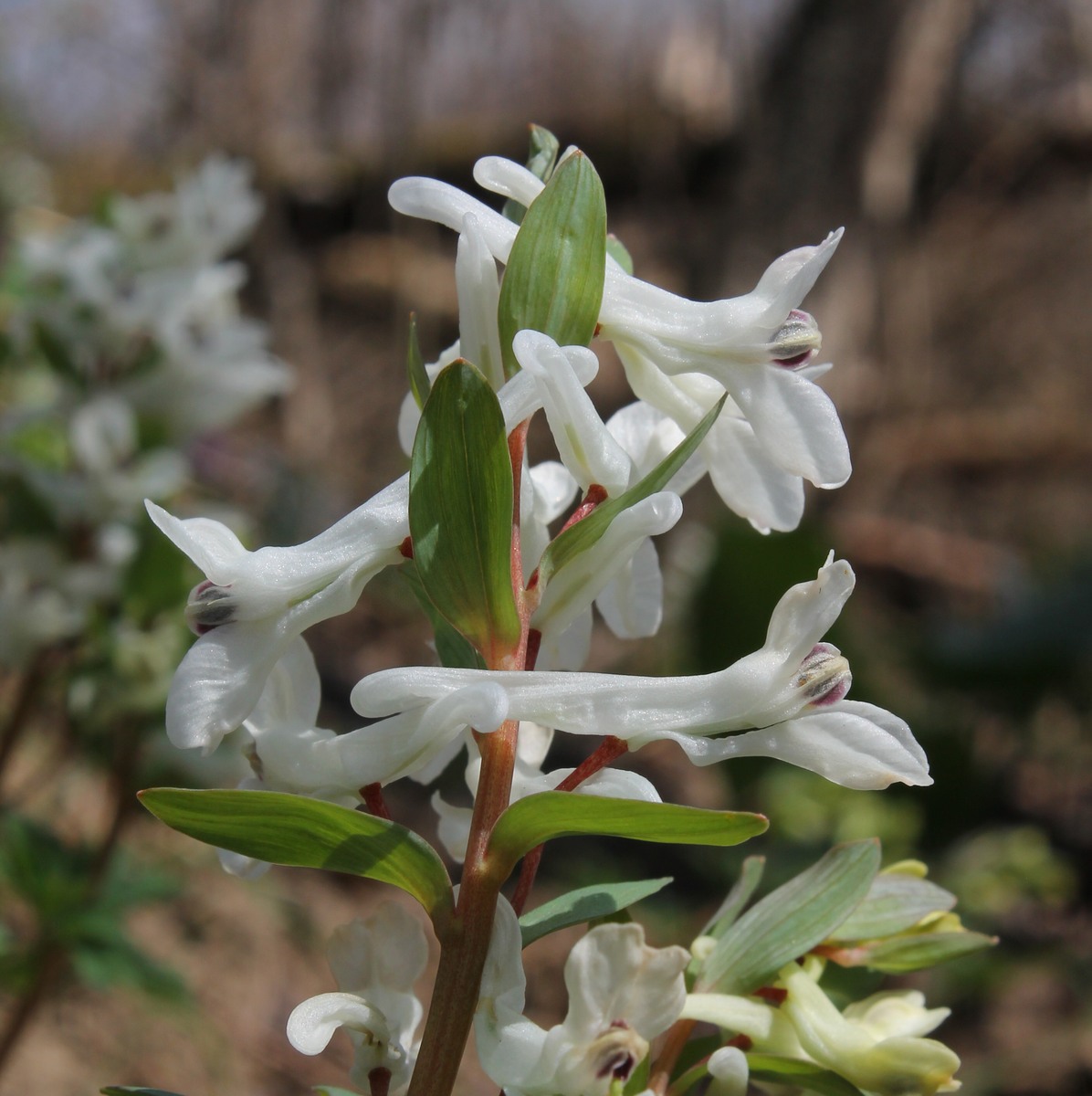 Изображение особи Corydalis caucasica.