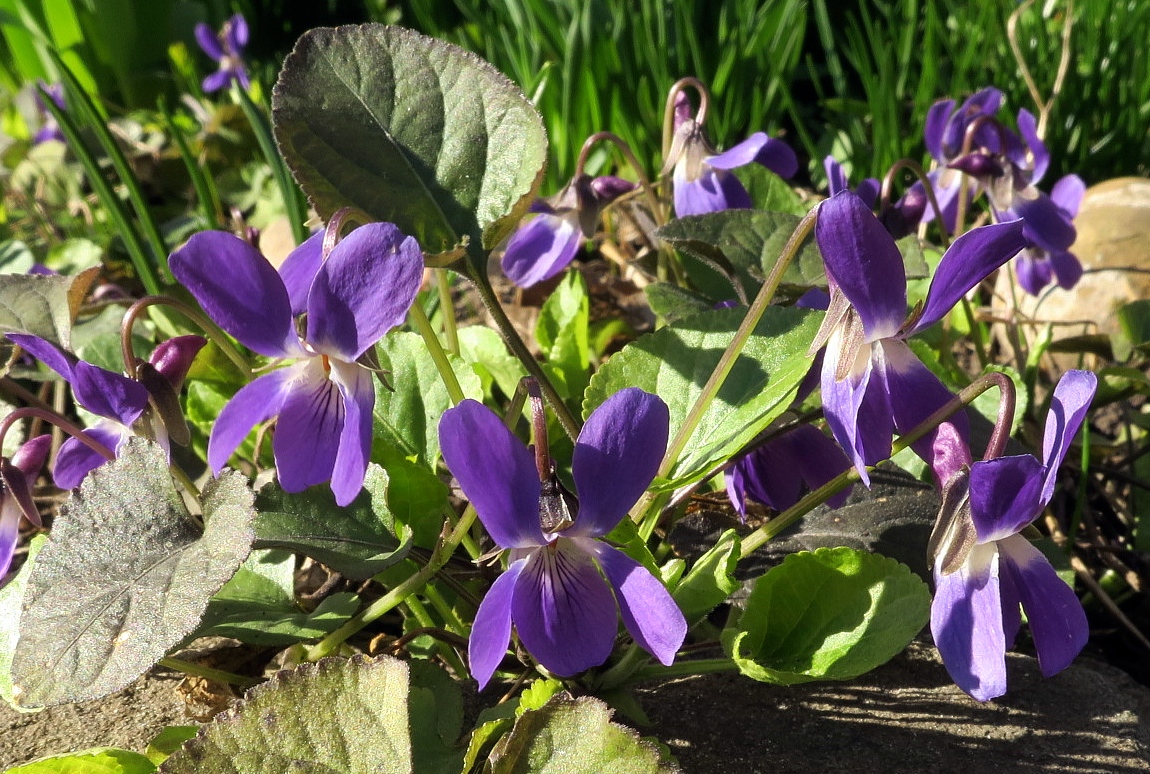 Изображение особи Viola odorata.