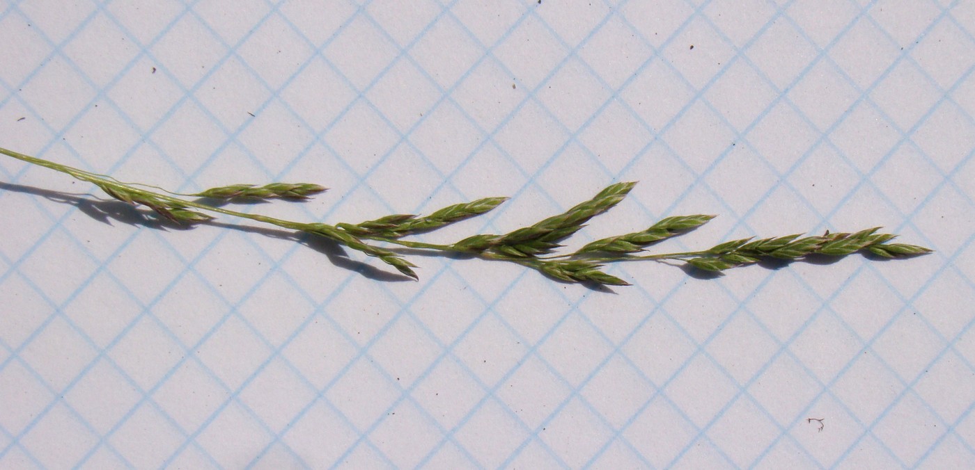 Image of Festuca valesiaca specimen.