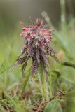 Pedicularis wilhelmsiana. Цветущее растение. Краснодарский край, Апшеронский р-н, окр. пос. Мезмай, Камышанова поляна. 08.05.2017.