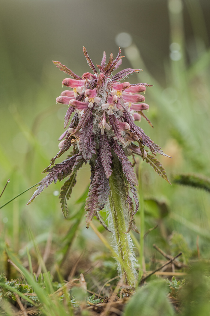 Изображение особи Pedicularis wilhelmsiana.