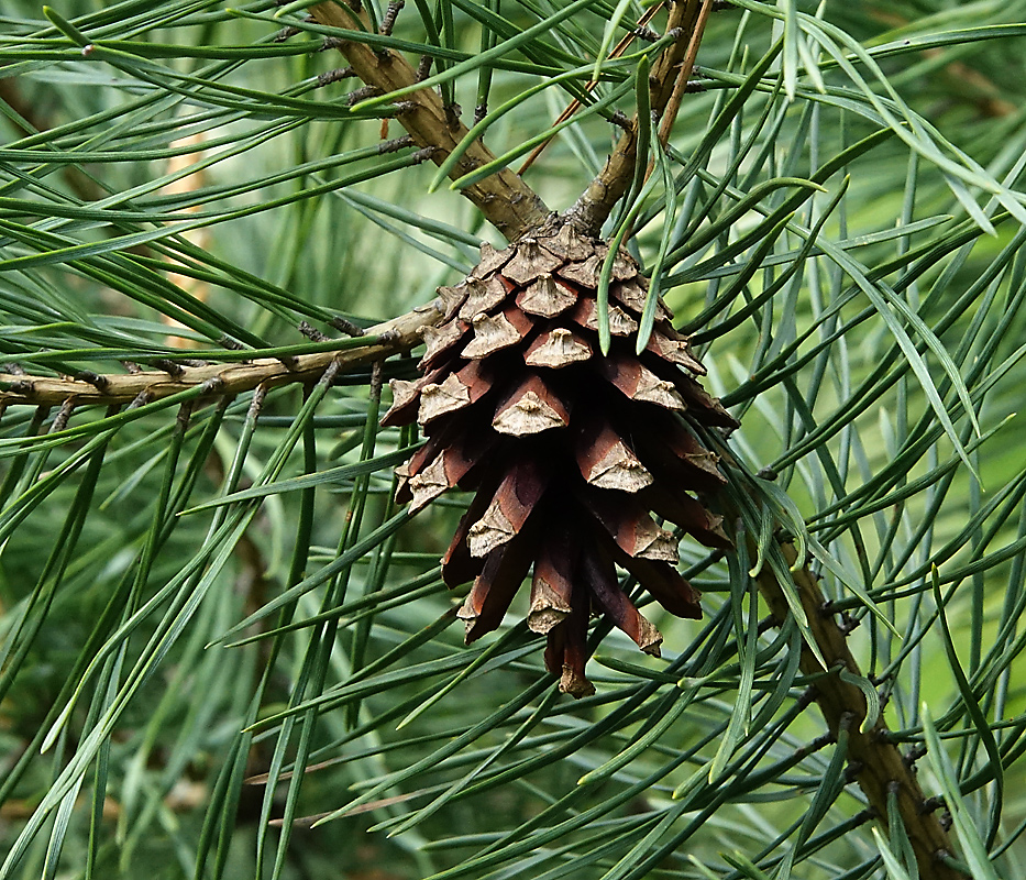 Изображение особи Pinus sylvestris.