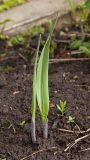 genus Allium