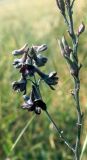 Delphinium puniceum. Часть соцветия с цветками и незрелыми плодами. Украина, Луганская обл., Свердловский р-н, заповедник \"Провальская степь\", Грушевский участок. Начало июля 2005 г.