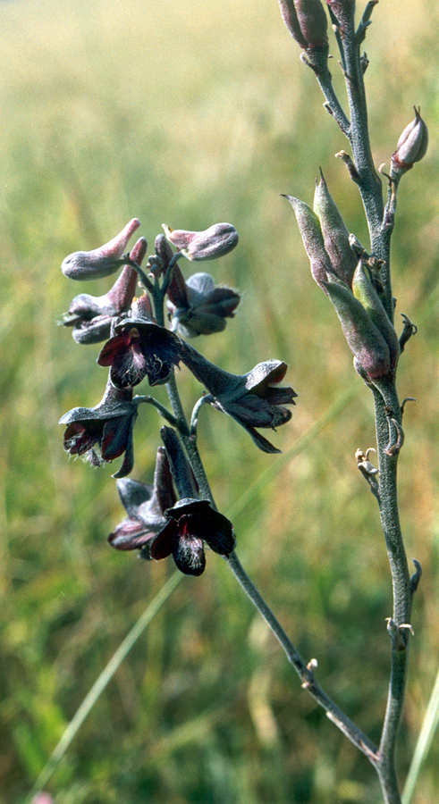 Изображение особи Delphinium puniceum.