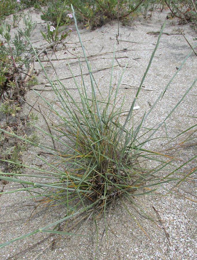 Image of Elytrigia bessarabica specimen.