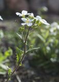 Arabis caucasica. Верхушка побега с соцветием. Мурманск, МАГУ, в культуре на клумбе. 09.06.2017.