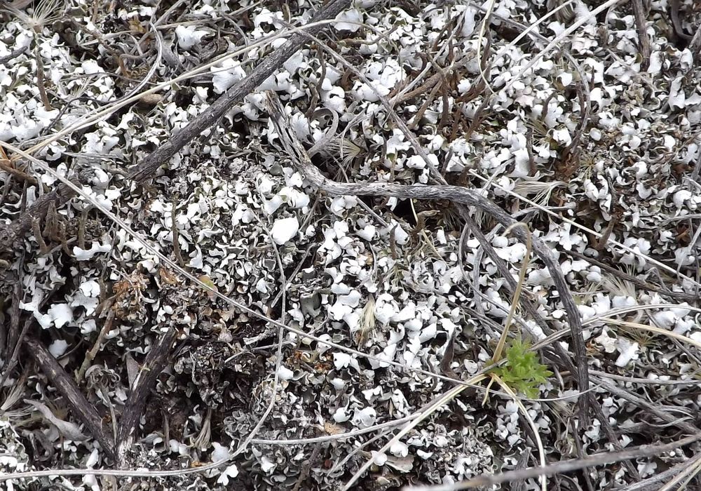 Image of Cladonia foliacea specimen.