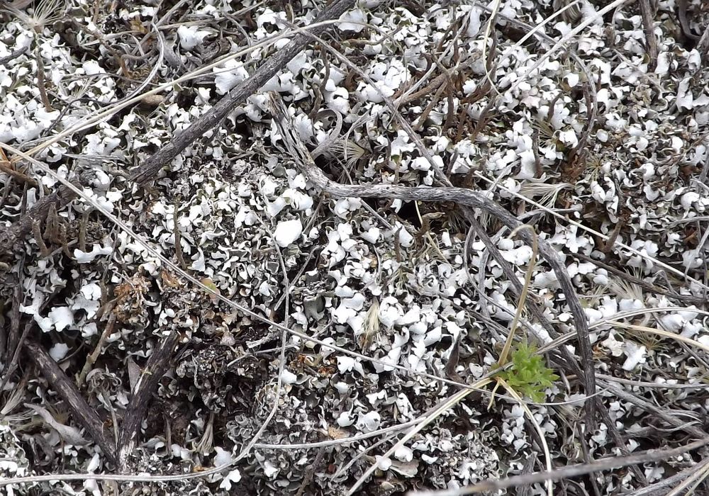 Изображение особи Cladonia foliacea.