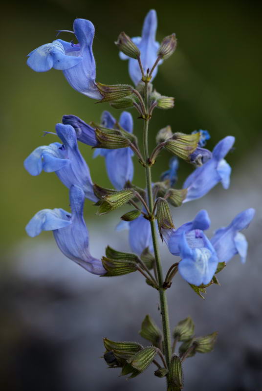 Image of Salvia ringens specimen.