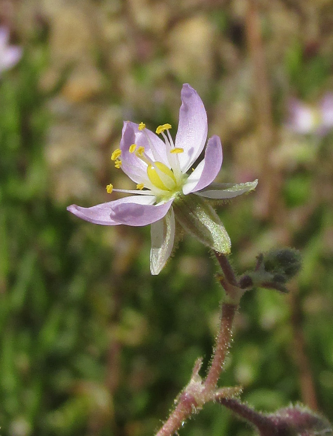 Image of Spergularia media specimen.