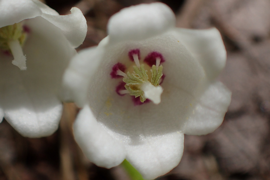 Изображение особи Convallaria majalis.