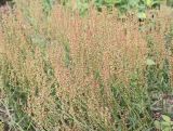 Rumex acetosella