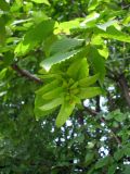 Carpinus betulus