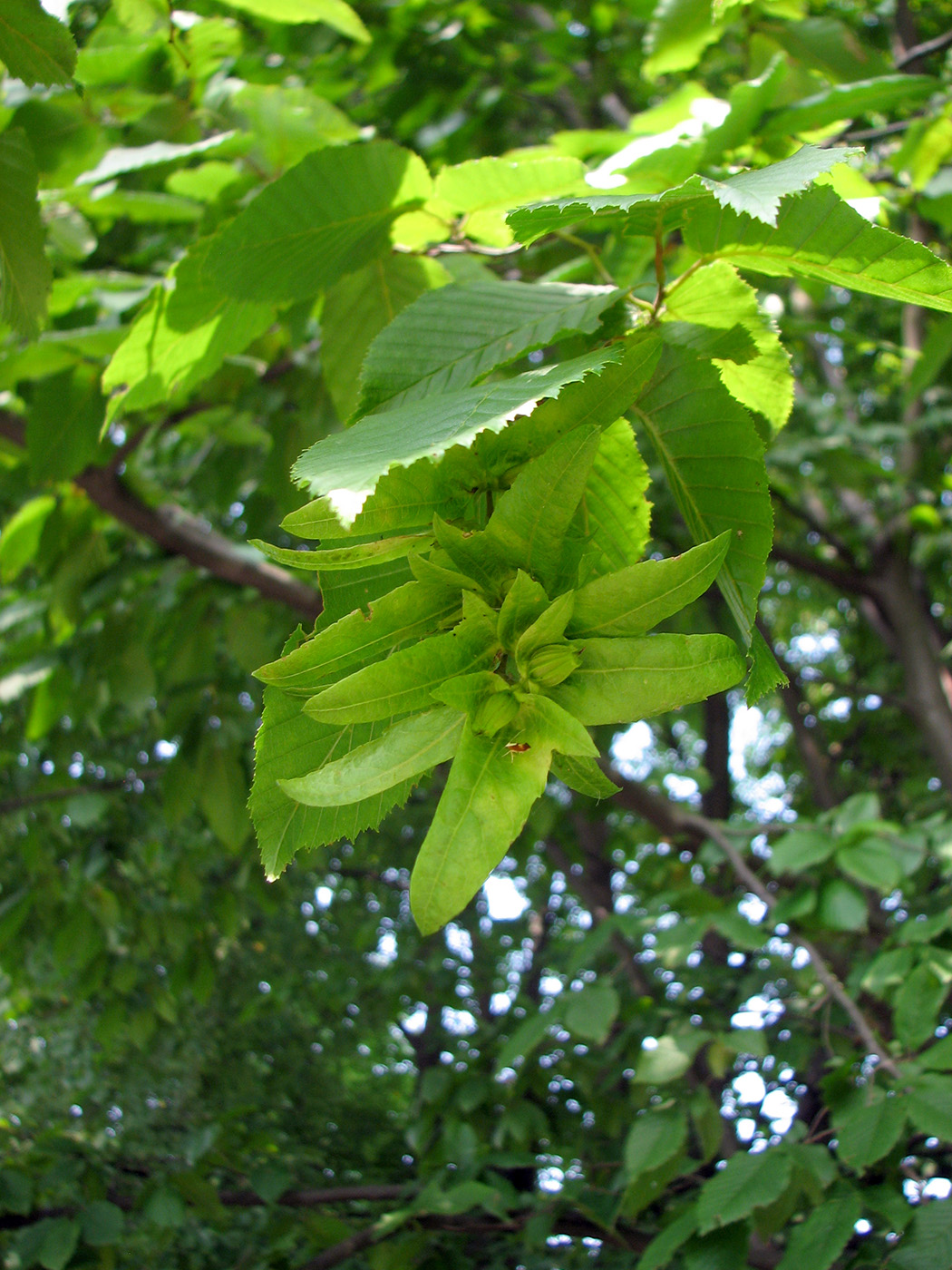 Изображение особи Carpinus betulus.