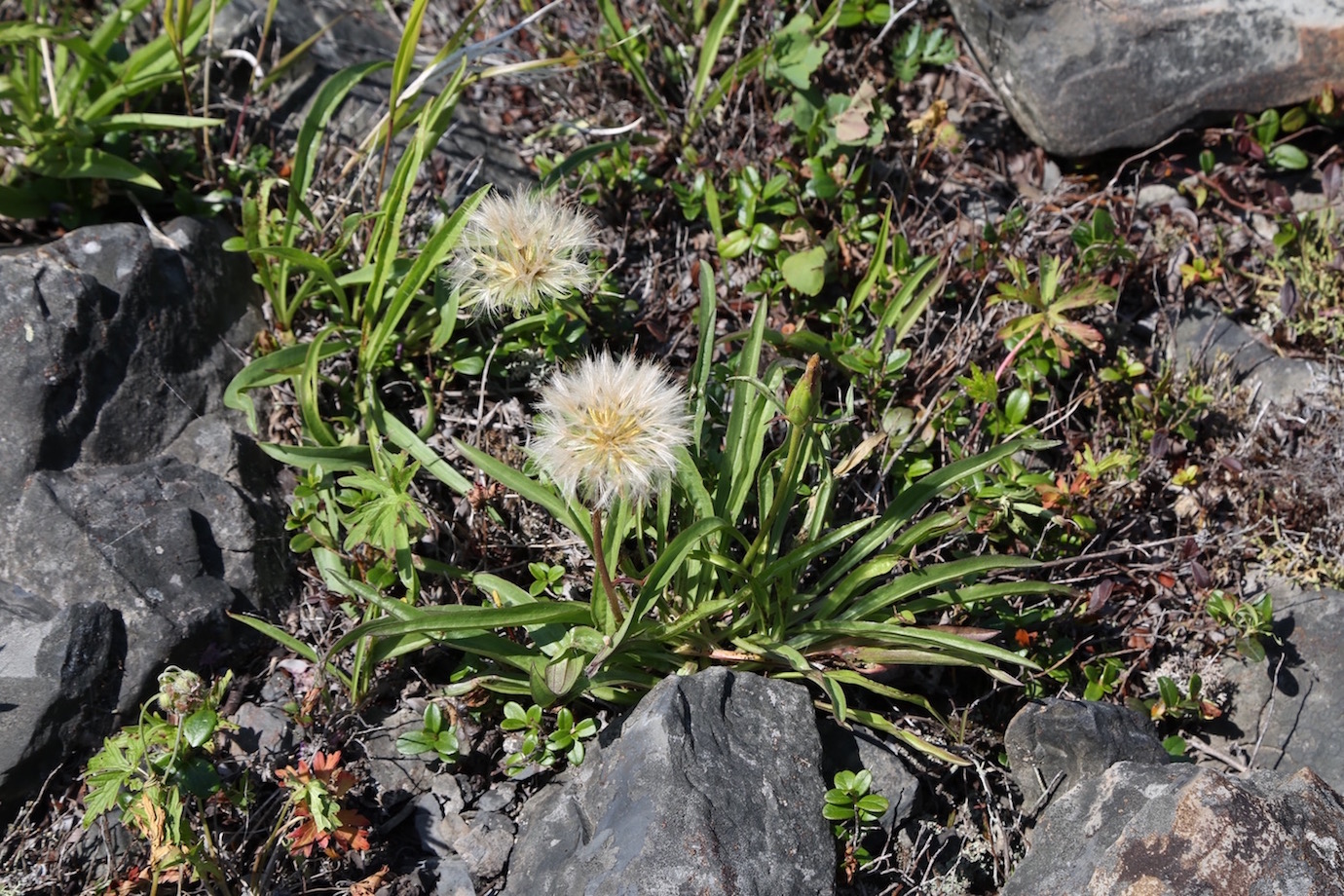 Изображение особи Scorzonera radiata.