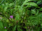 Erodium cicutarium