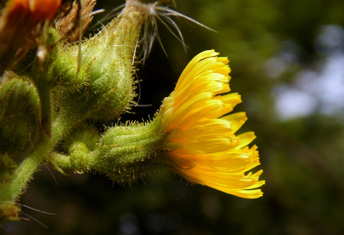 Изображение особи Sonchus palustris.