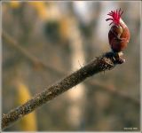 Image of taxon representative. Author is Сергей Апполонов