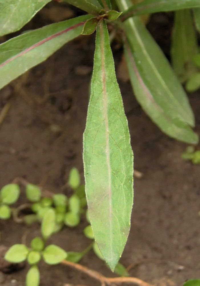 Image of Gaura lindheimeri specimen.