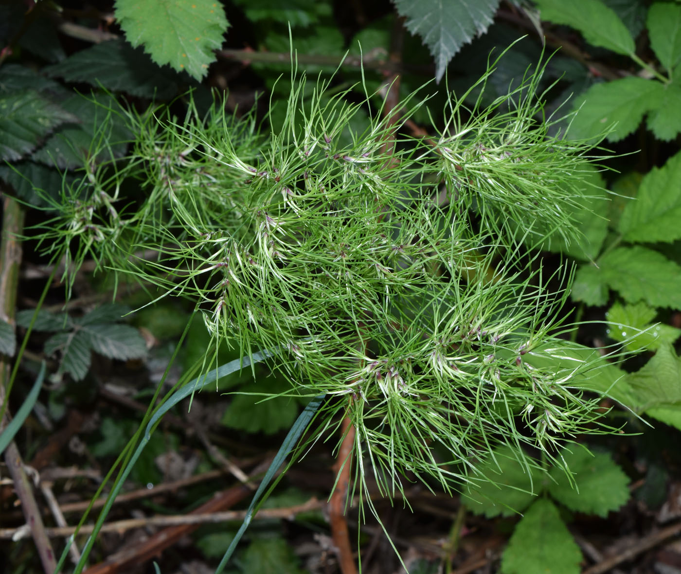 Image of Poa bulbosa ssp. vivipara specimen.