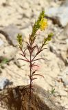 Orthanthella lutea