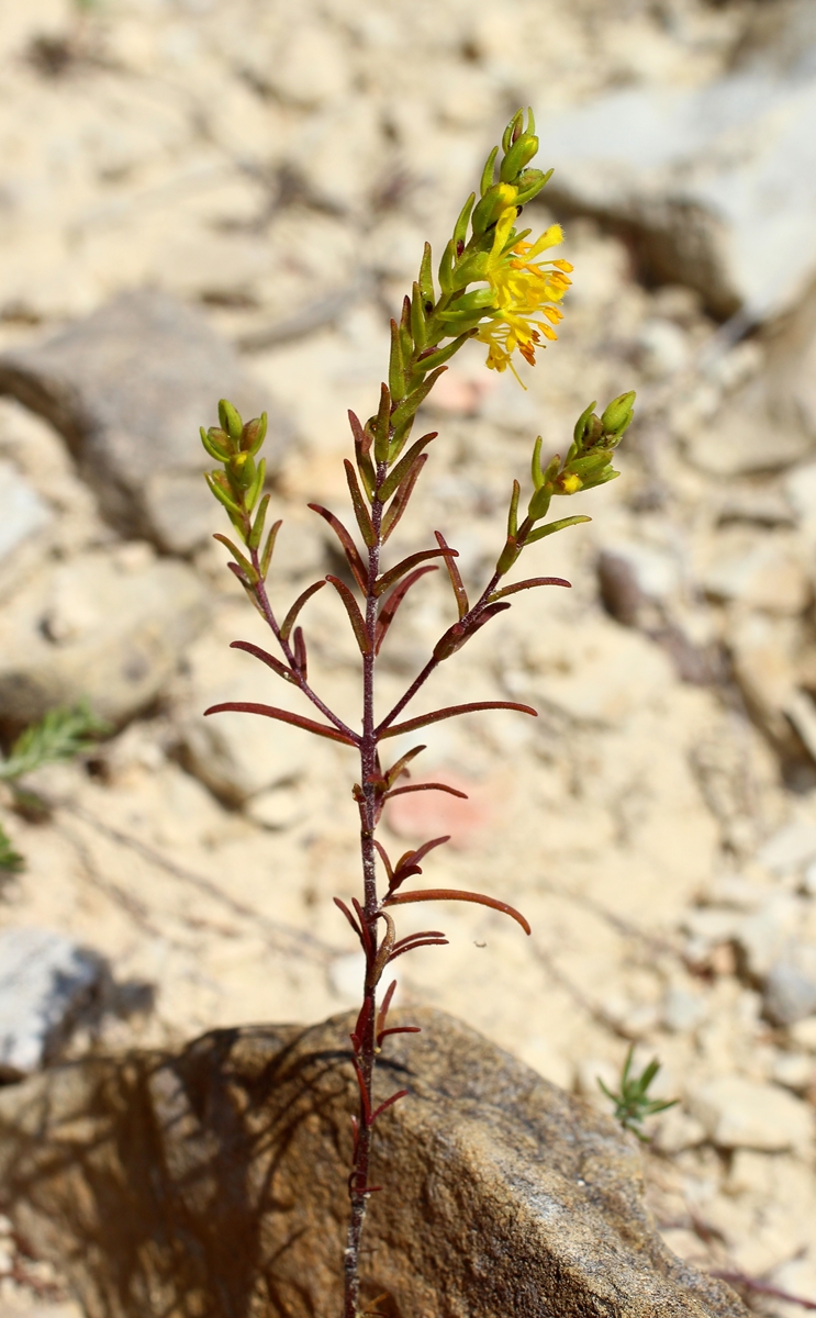 Image of Orthanthella lutea specimen.