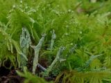 genus Cladonia