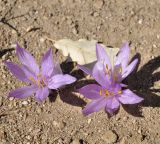 Colchicum chalcedonicum