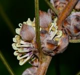 Hakea scoparia. Часть ветки с соцветием на мужской стадии цветения. Израиль, Шарон, пос. Кфар Монаш, ботанический сад \"Хават Ганой\". 29.12.2015.