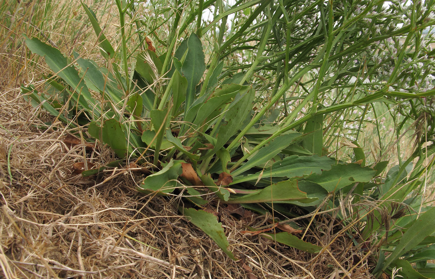 Image of Goniolimon tataricum specimen.