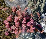 Sedum pallidum