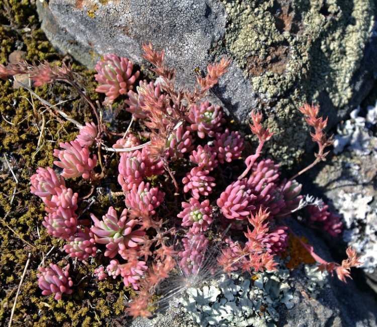 Image of Sedum pallidum specimen.