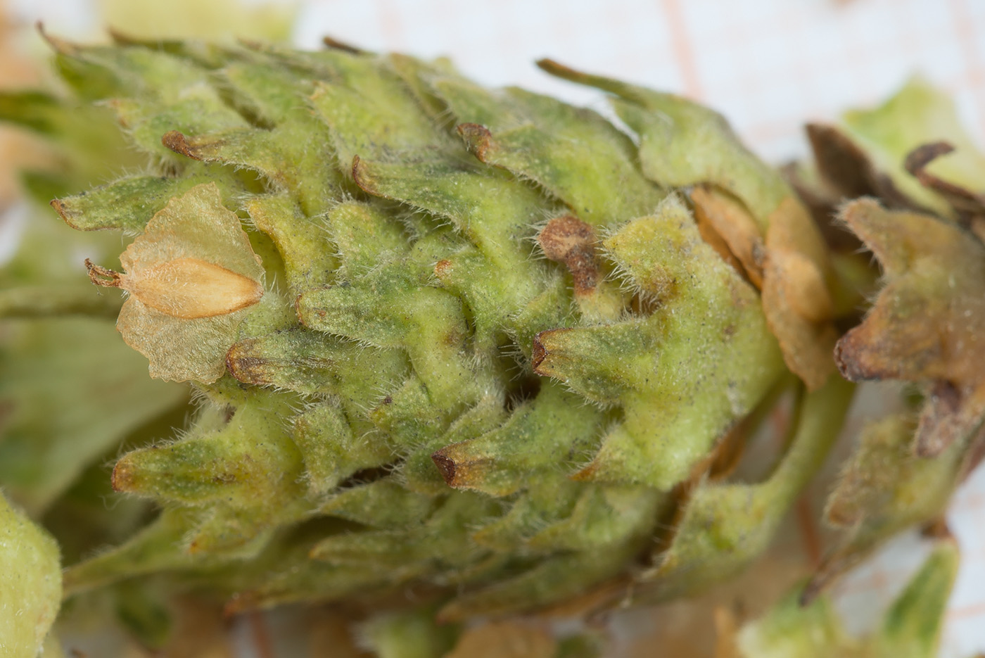 Image of Betula papyrifera specimen.