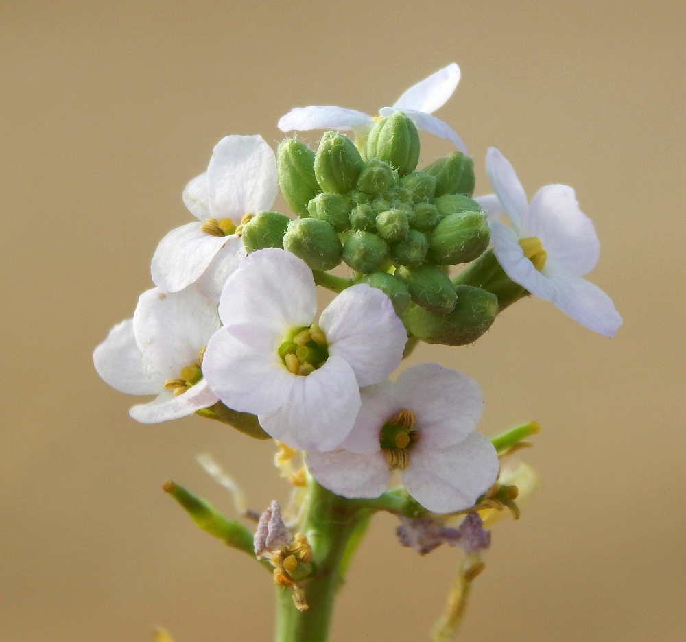 Image of Cakile euxina specimen.