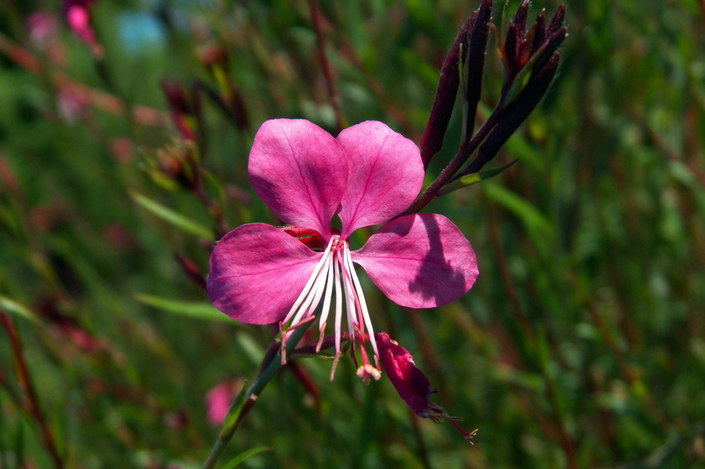 Изображение особи Gaura lindheimeri.