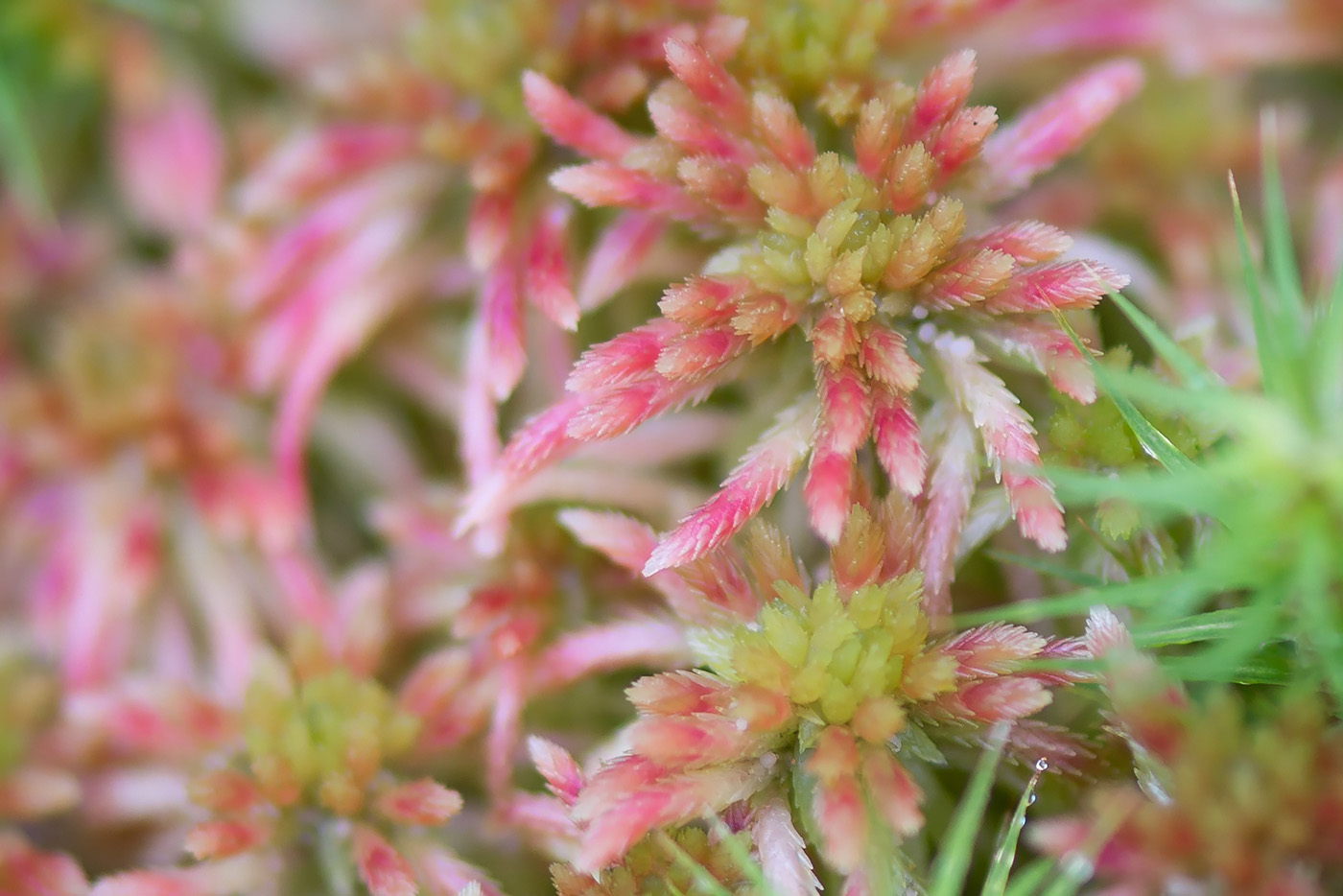 Image of genus Sphagnum specimen.