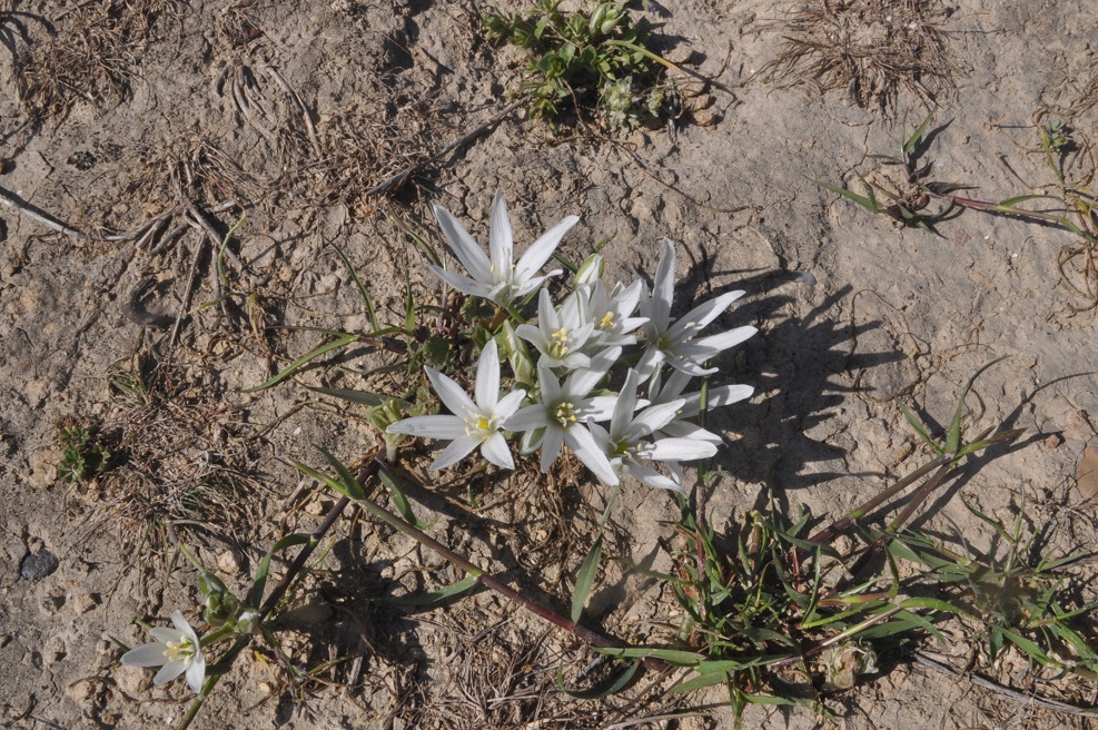 Изображение особи Ornithogalum navaschinii.