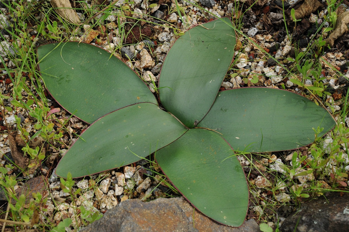 Изображение особи Brunsvigia marginata.