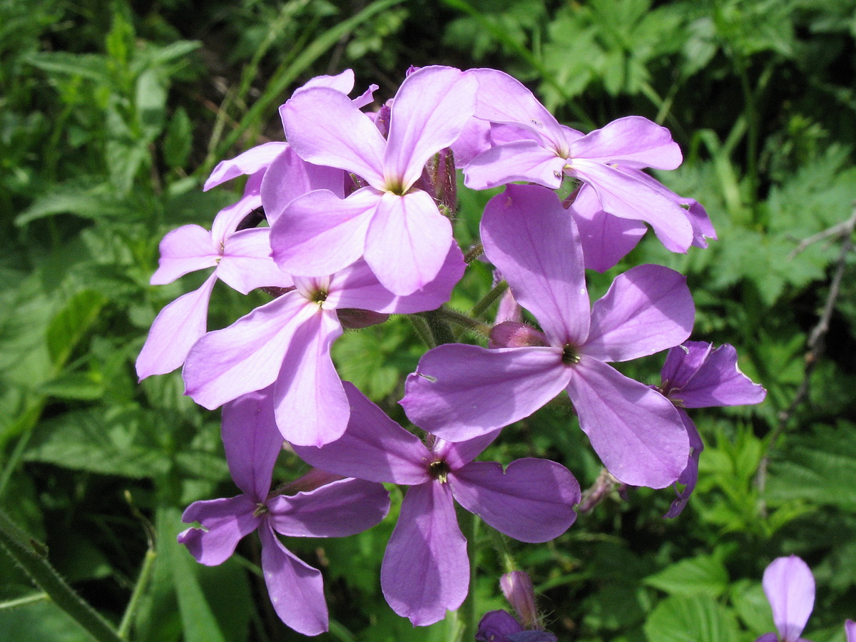 Image of Hesperis sibirica specimen.