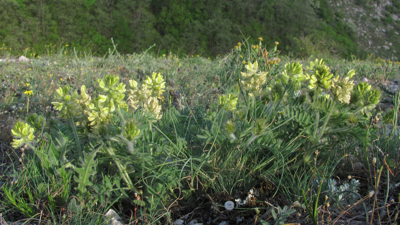 Изображение особи Oxytropis pilosa.