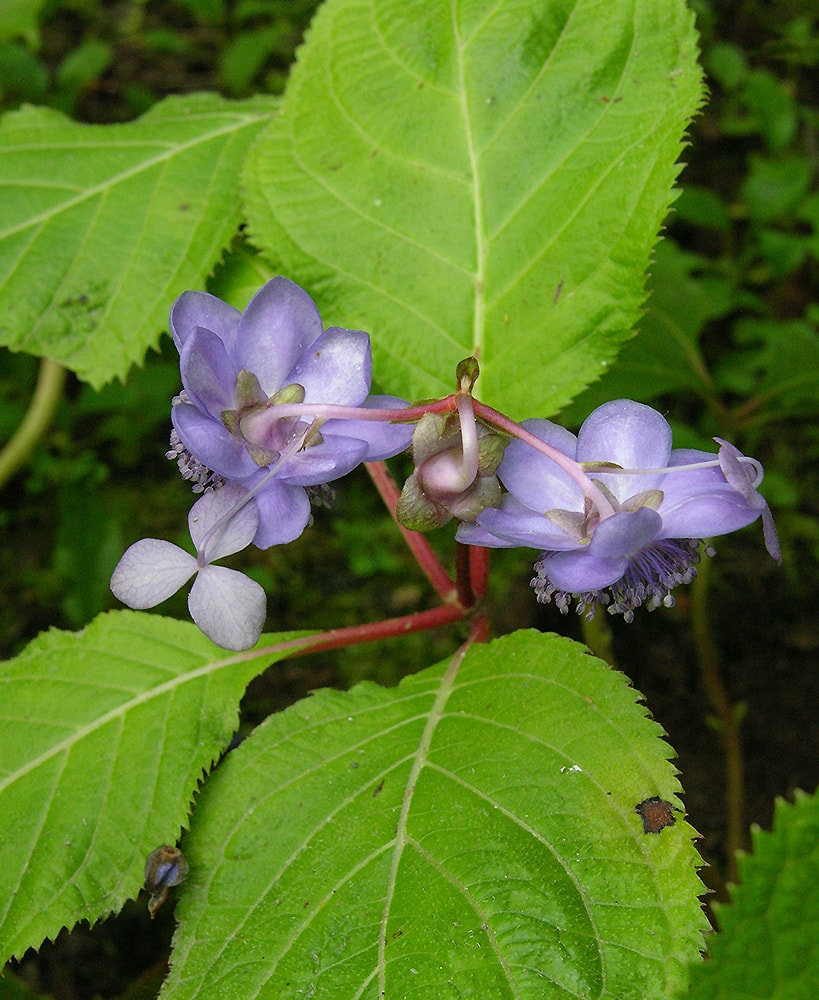 Image of Hydrangea caerulea specimen.
