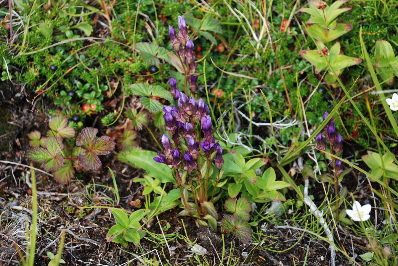 Изображение особи Gentianella auriculata.