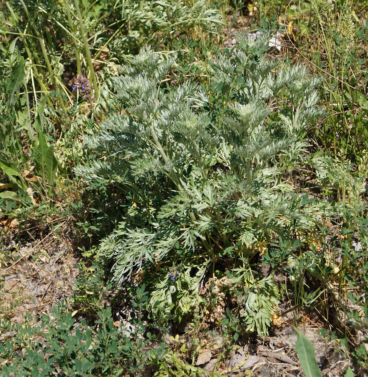 Изображение особи Artemisia absinthium.