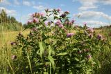 Centaurea phrygia